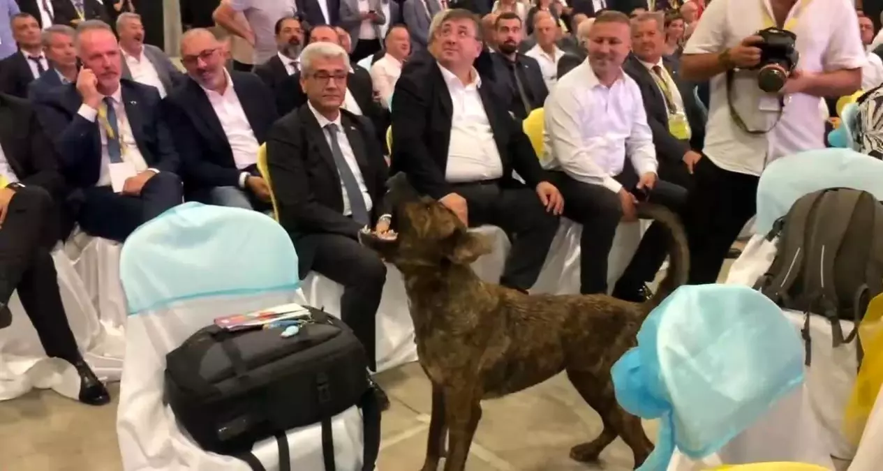 Köpeğin Dron Kovaladığı Fuar